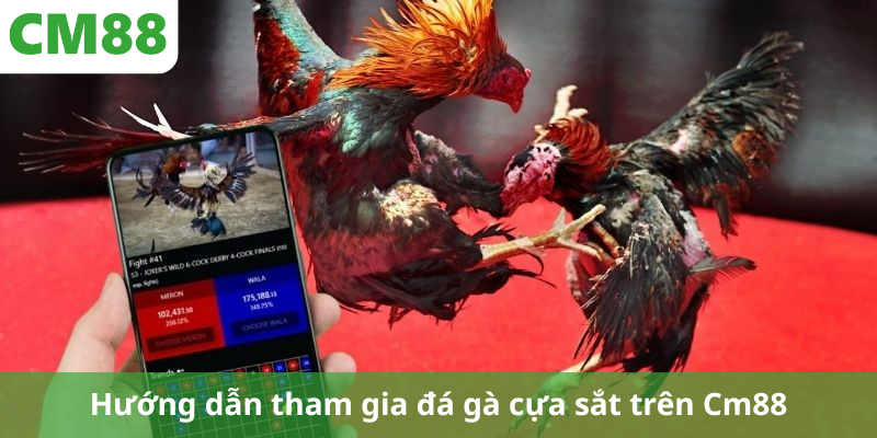 Hướng dẫn tham gia đá gà cựa sắt trên Cm88